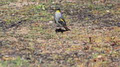 Setophaga coronata