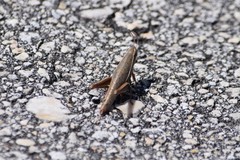 Aptenopedes sphenarioides