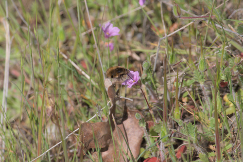 iNaturalist observation photo of Greater Bee Flies