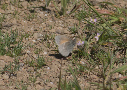 iNaturalist observation photo of Common Ringlet