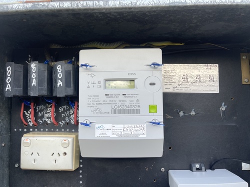 Common Tree Snake sighting