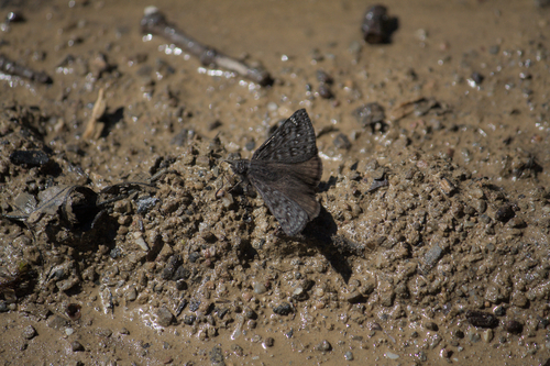 iNaturalist observation photo of Propertius Duskywing