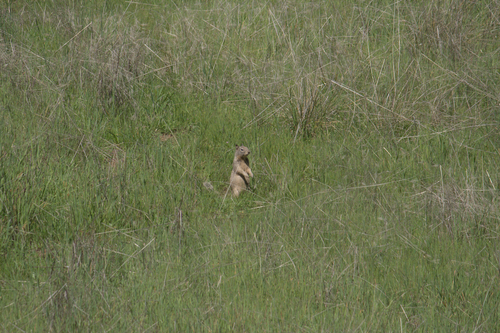 iNaturalist observation photo of California Ground Squirrel