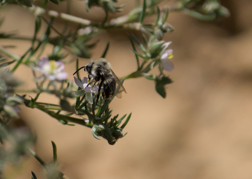 iNaturalist observation photo of Melecta separata callura
