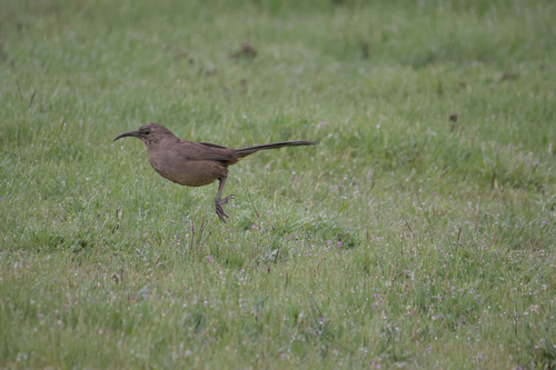 iNaturalist observation photo of California Thrasher