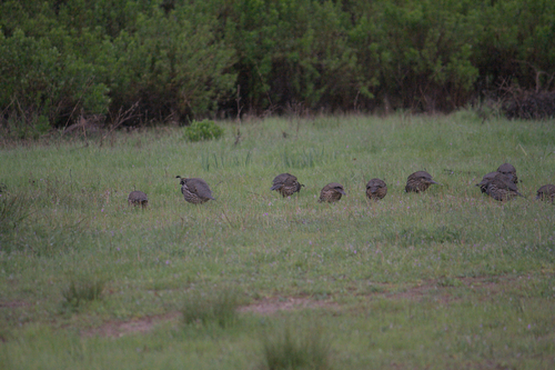 iNaturalist observation photo of California Quail