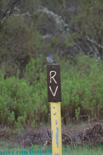 iNaturalist observation photo of Western Bluebird
