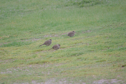iNaturalist observation photo of Golden-crowned Sparrow