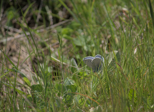 iNaturalist observation photo of Silvery Blue