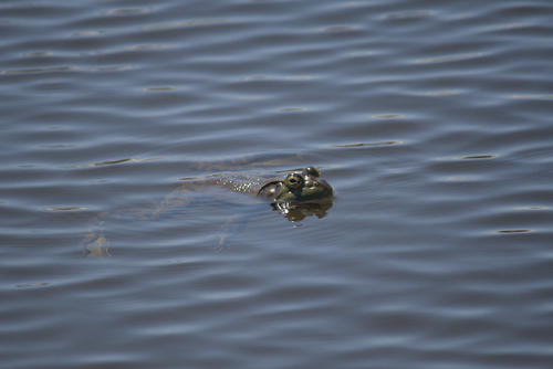 iNaturalist observation photo of American Bullfrog