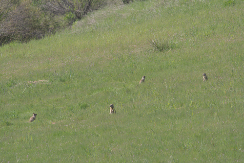 iNaturalist observation photo of California Ground Squirrel