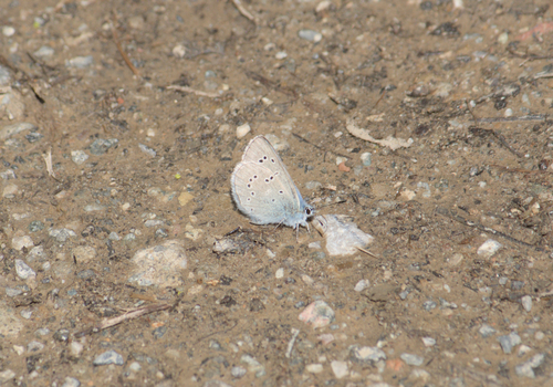 iNaturalist observation photo of Silvery Blue