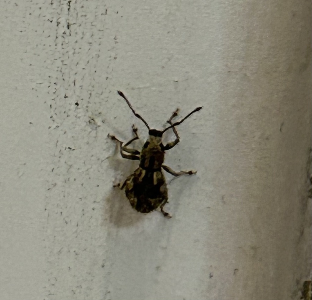 Imported Long-horned Weevil from Crystal Lake Park, Urbana, IL, US on ...