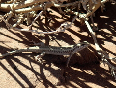 Trachylepis spilogaster