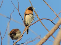 Chestnut-Breasted Munia photo 2