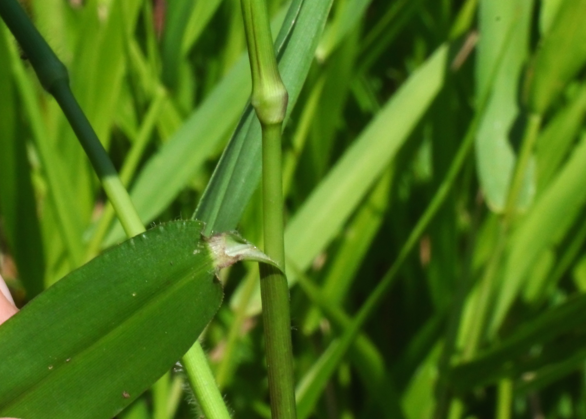 Imagem de Capim-arroz