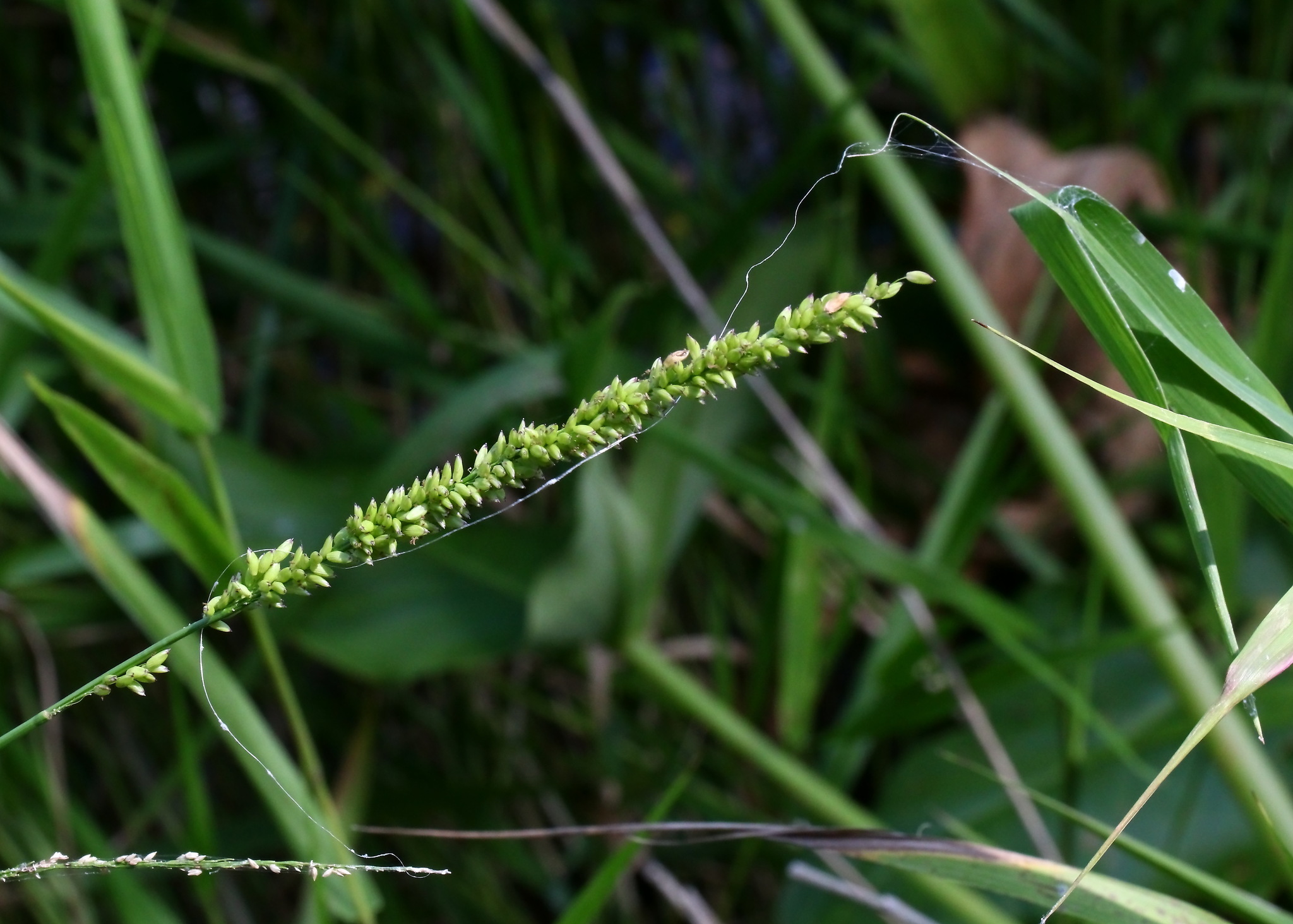 Imagem de Capim-arroz