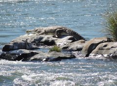 Crocodylus johnstoni