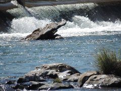 Crocodylus johnstoni