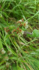 Phacelia malvifolia