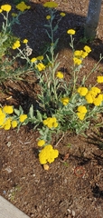 Achillea filipendulina