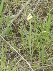 Lomatium ambiguum