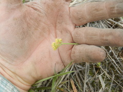 Lomatium ambiguum