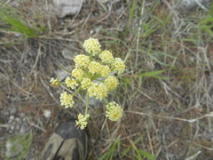 Lomatium ambiguum