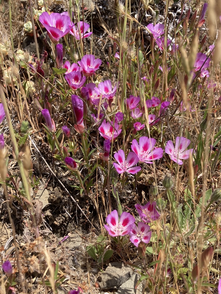 Clarkia amoena — a medium houseplant, prefers full sun light