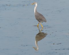Egretta picata