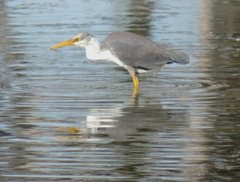 Egretta picata