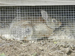 Sylvilagus nuttallii