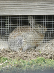 Sylvilagus nuttallii