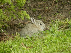 Sylvilagus nuttallii