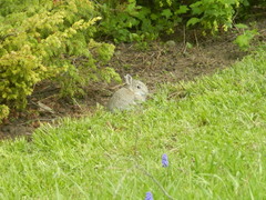 Sylvilagus nuttallii