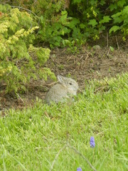 Sylvilagus nuttallii