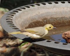 Ptilotula flavescens