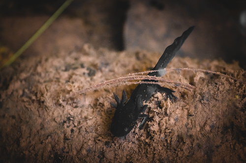 Michoacan Stream Salamander