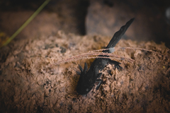 Michoacan Stream Salamander photo 4