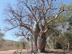 Adansonia gregorii