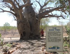 Adansonia gregorii