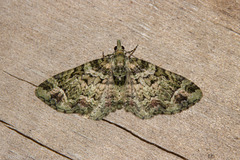 Pasiphila bilineolata