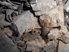 Centruroides exilicauda