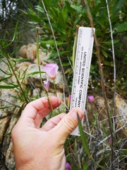 Calochortus palmeri palmeri