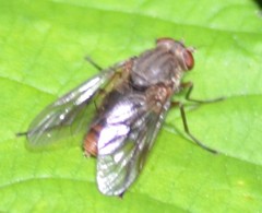 Symphoromyia