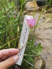 Calochortus palmeri palmeri