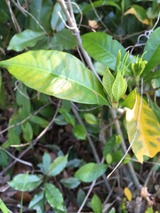 Gardenia jasminoides