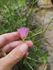 Calochortus palmeri palmeri