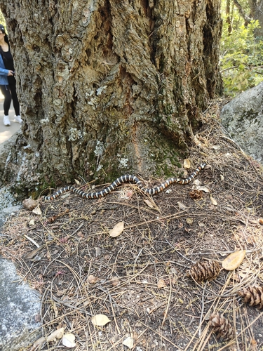 iNaturalist observation photo of California Mountain Kingsnake