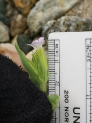 Erythranthe parishii